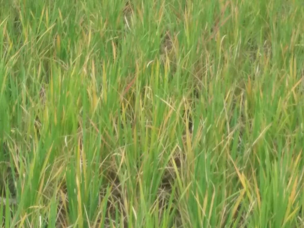 Habari Picha 12286